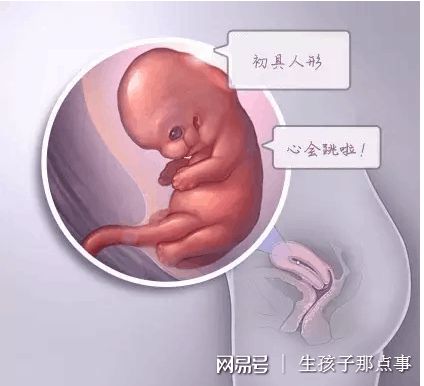 关于丹韵生殖